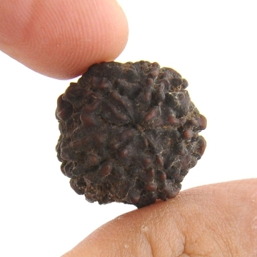 Auspicious 5 Mukhi Rudraksha Seed from Nepal-19MM