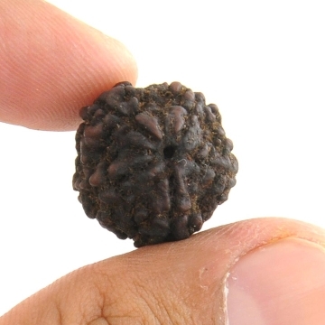Auspicious 5 Mukhi Rudraksha Seed from Nepal -19MM
