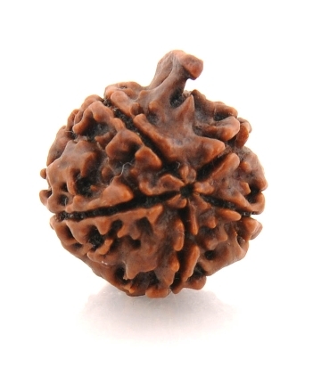 Auspicious 5 Mukhi Ganesha Rudraksha Seed from Nepal-18MM