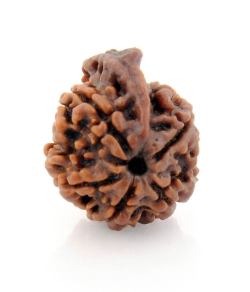 Auspicious 5 Mukhi Ganesha Rudraksha Seed from Nepal