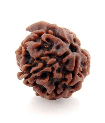 Natural 5 Mukhi Ganesha Rudraksha Seed from Nepal