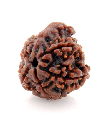 Natural 5 Mukhi Ganesha Rudraksha Seed from Nepal -19MM