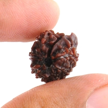 Holy 6 Mukhi Ganesha Rudraksha Bead -16MM