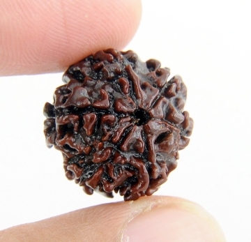 Holy 6 Mukhi Rudraksha Bead