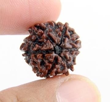 Natural 6 Mukhi Rudraksha Bead