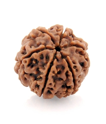 IGL Certified Natural 6 Mukhi Rudraksha Holy Bead