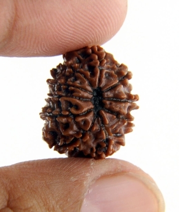 Holy 7 Mukhi Certified Rudraksha Bead - copy
