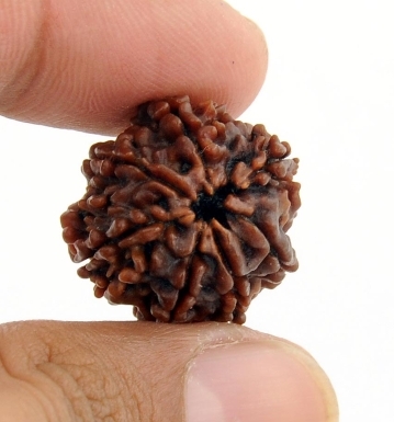 Auspicious 7 Mukhi Certified Rudraksha Bead