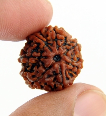 Holy 7 Mukhi Certified Rudraksha Bead from Nepal