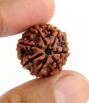 7 Mukhi Rudraksha Bead Symbol of Goddess Laxmi