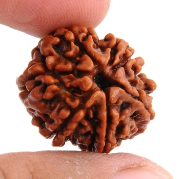 Real 7 Mukhi Certified Rudraksha Seed