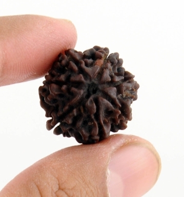 Natural 21MM 7 Mukhi Rudraksha Bead