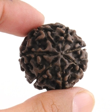 Holy 7 Mukhi Certified Rudraksha Bead - 28MM