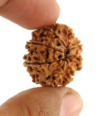 8 Mukhi Divine Rudraksha Bead From Nepal