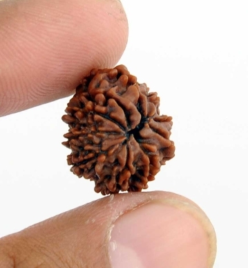 Buy Original 8 Mukhi Rudraksha Bead