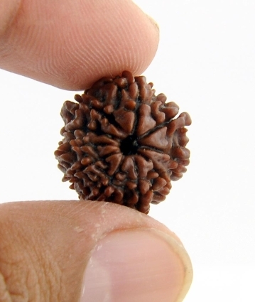 Buy Original 8 Mukhi Rudraksha Bead Online