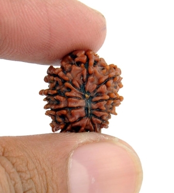 Buy Original 8 Mukhi Rudraksha Bead