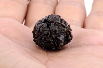 Buy Original 8 Mukhi Rudraksha Bead