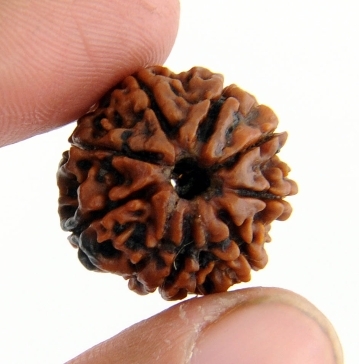 Certified Nepali 8 Mukhi Rudraksha Beads - 21MM