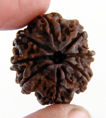 24MM - Natural 8 Mukhi Rudraksha Beads Mantra