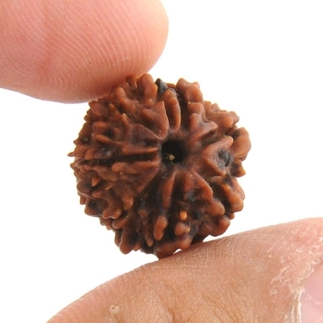 17MM - Natural 8 Mukhi Rudraksha Beads Mantra