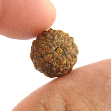 Natural 8 Mukhi Rudraksha Beads From Java -11MM
