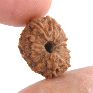 Natural 8 Mukhi Rudraksha Beads From Java -13MM