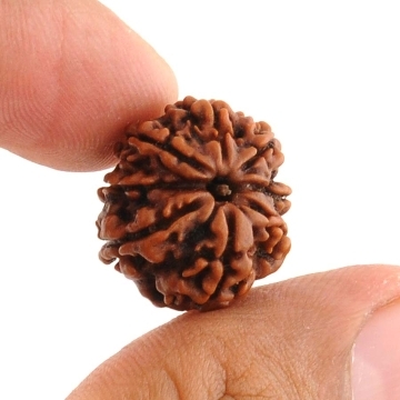 18MM - Natural 8 Mukhi Rudraksha Beads Mantra