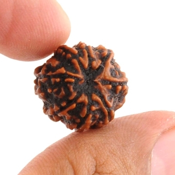 17MM - Natural 8 Mukhi Rudraksha Beads Mantra