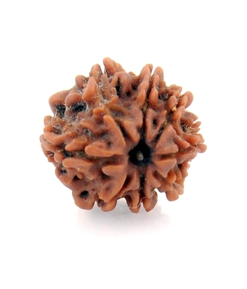 16MM - Natural 8 Mukhi Rudraksha Beads Mantra