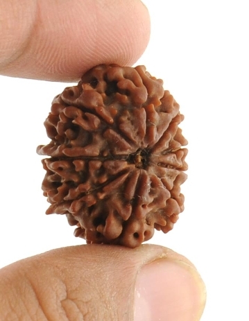 9 Mukhi Holy Rudraksha For Stress Free Life