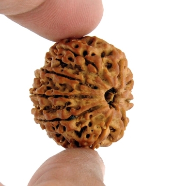 Certified 9 Mukhi Rudraksh Bead From Nepal