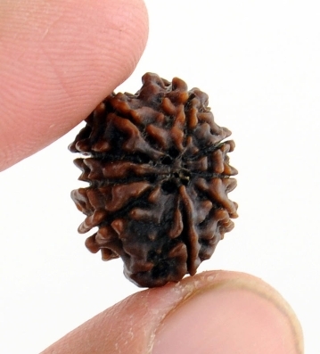 Certified Natural 9 Mukhi 19MM Rudraksha Bead