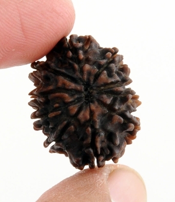 Certified 24MM 10 Mukhi Natural Rudraksha Bead - 24.35x20x15.63mm, Oval Shape, Nepal Origin, Spiritual Wear, Prosperity Symbol