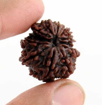 Certified 10 Mukhi Rudraksha Effects and Benefits - 23MM