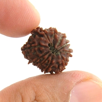Certified Nepal 10 Mukhi Vishnu Rudraksha - 17MM