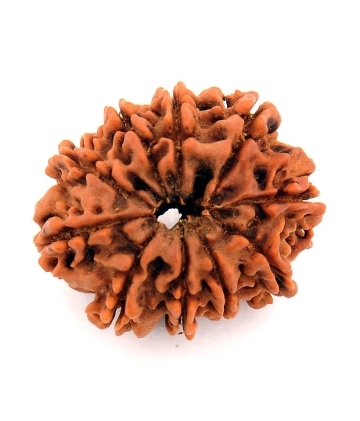 Natural Certified Nepal 10 Mukhi Rudraksha Bead