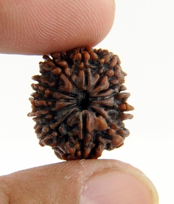 11 Mukhi Rudraksha Benefits