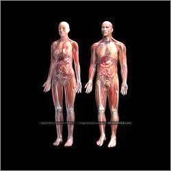 Human Anatomy
