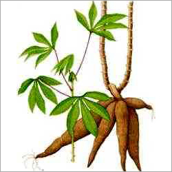 Tapioca Plant