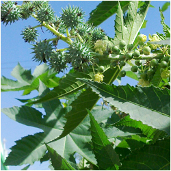 Castor Oil Plant