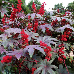 Red Castor Plant