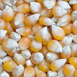 Yellow Maize Corn for Animal Feed