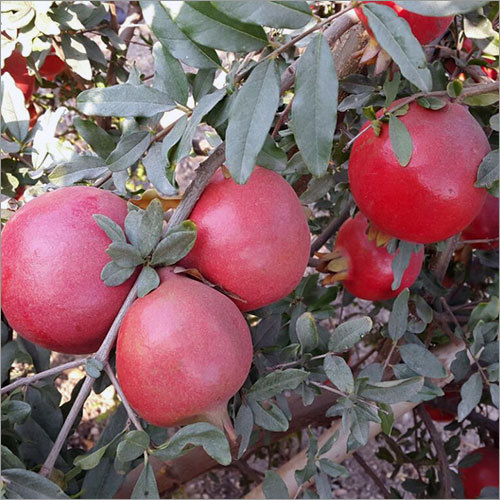 Pomegranate Fruit - 200-250gm Round Red Whole | Juicy, Naturally Cultivated, High Purity, Ideal for Food Processing