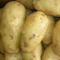 Fresh Potatoes
