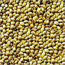 Coriander Seeds