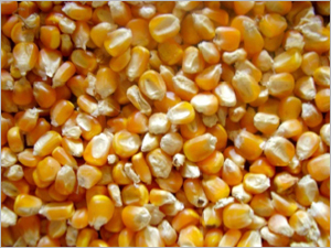 Yellow Maize
