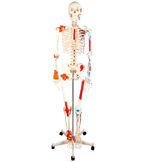 Skeleton with Muscles & Ligaments