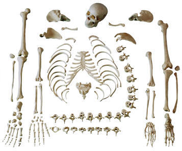 Skelton Disarticulated