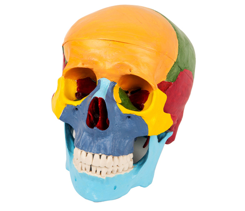 Skull Coloured
